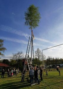 Gruppe von Menschen stellt Maibaum auf